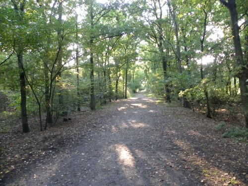 Ommetje in Sparrenburgbos